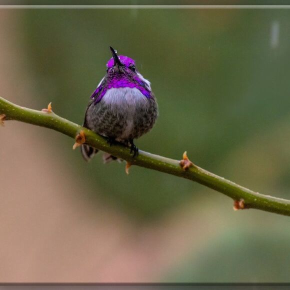 Who doesn't love Hummies?! - Picture 10 of 16